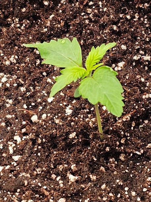 Fastbuds Autos run. Week 2 - Day 10