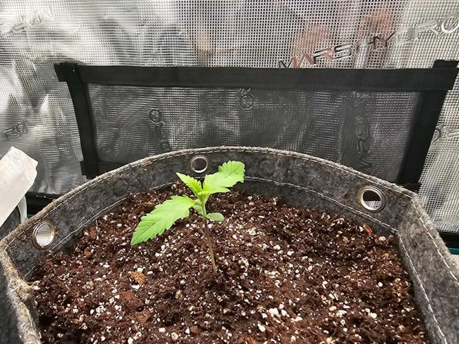Fastbuds Autos run. Week 2 - Day10