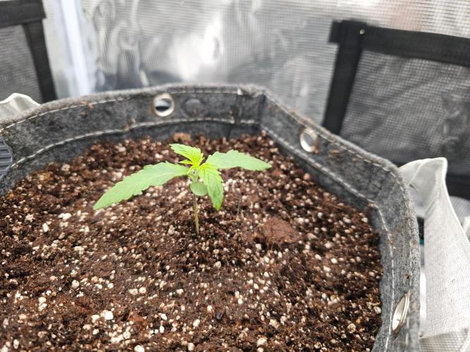 Fastbuds Autos run. Week 2 - Day 10