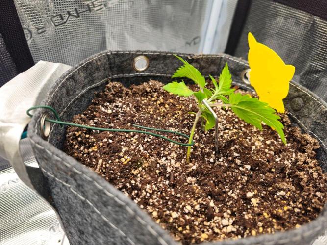 Fastbuds Autos run. Week 3 - Day 15
