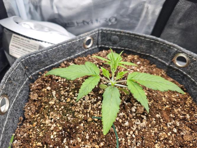Fastbuds Autos run. Week 3 - GC Day 18