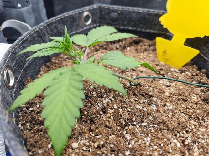 Fastbuds Autos run. Week 3 - Rf3 Day 18