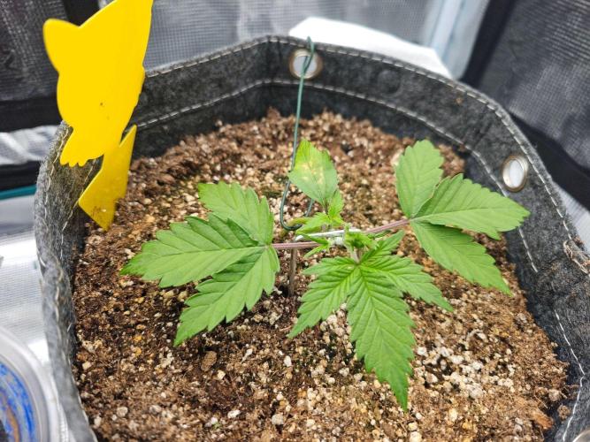 Fastbuds Autos run. Week 3 - Bpp Day 18