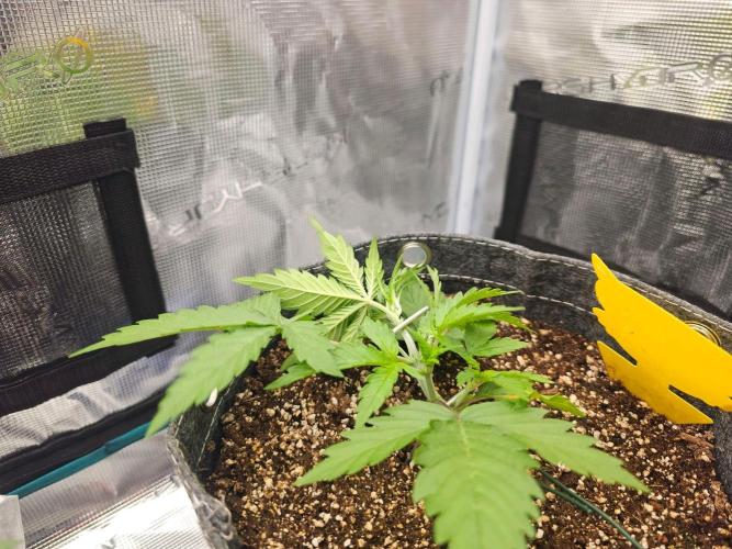 Fastbuds Autos run. Week 3 - BPP day 21