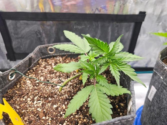 Fastbuds Autos run. Week 3 - RF3 day 21