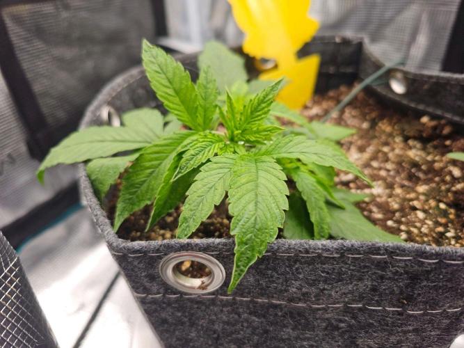 Fastbuds Autos run. Week 3 - GC day 21