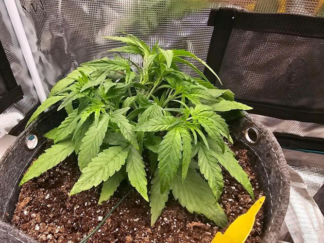 Fastbuds Autos run. Week 4 - GC day 25