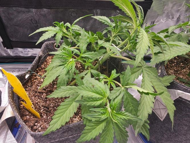 Fastbuds Autos run. Week 4 - Rf3 day 25