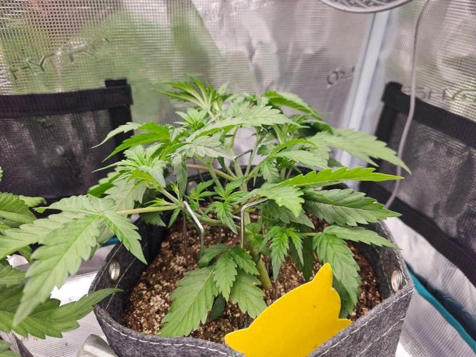 Fastbuds Autos run. Week 4 - BPP day 25