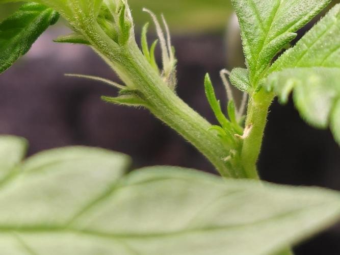 Fastbuds Autos run. Week 4 - Rf3 preflower