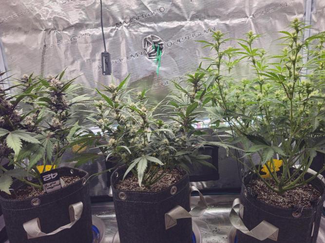 Fastbuds Autos run. Week 7 - Day 43