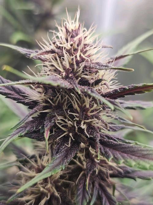 Fastbuds Autos run. Week 7 - PL
