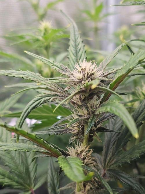 Fastbuds Autos run. Week 7 - GC