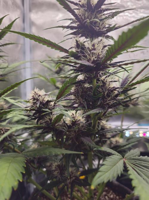 Fastbuds Autos run. Week 7 - PL
