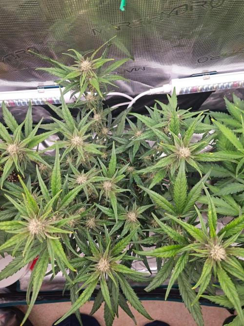 Fastbuds Autos run. Week 7 - GC
