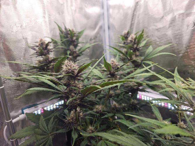 Fastbuds Autos run. Week 7 - GC