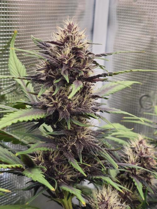 Fastbuds Autos run. Week 7