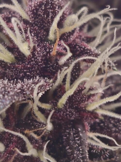 Fastbuds Autos run. Week 7