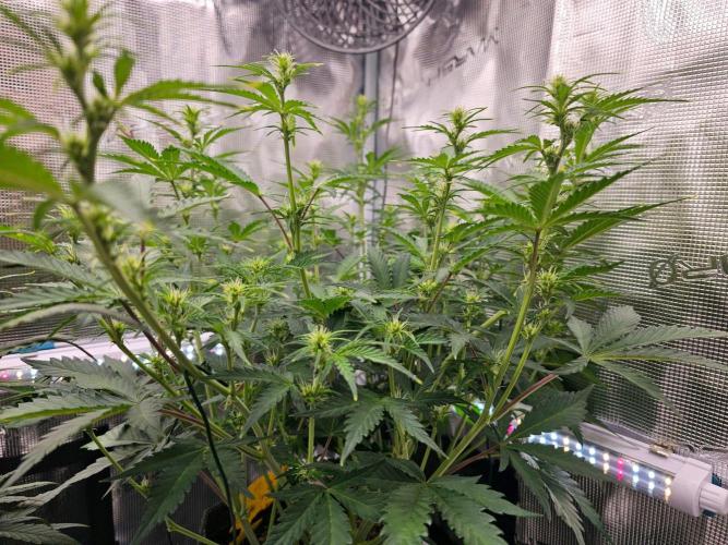 Fastbuds Autos run. Week 6 - BPP