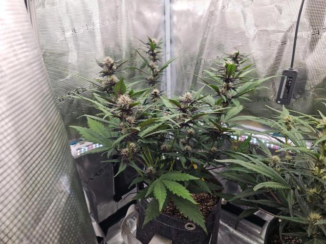 Fastbuds Autos run. Week 6 - PL