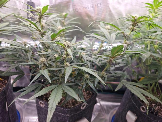 Fastbuds Autos run. Week 6 - GC