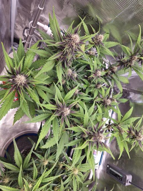 Fastbuds Autos run. Week 6 - PL