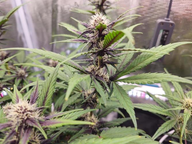 Fastbuds Autos run. Week 6 - Pl