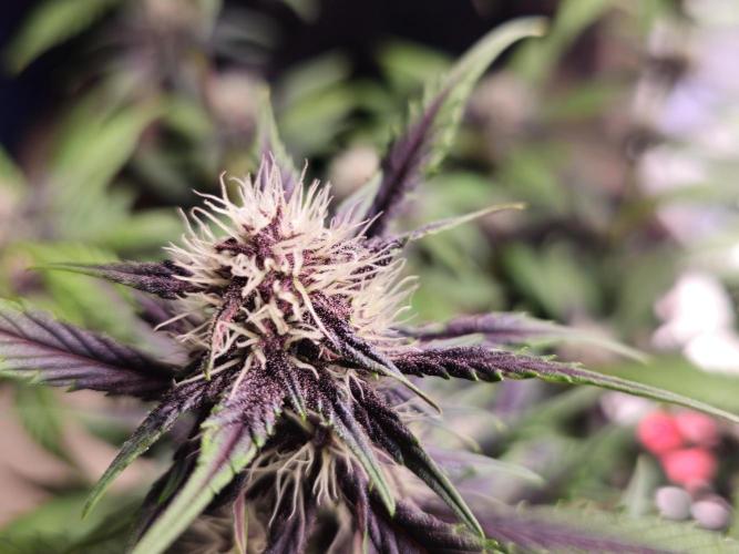 Fastbuds Autos run. Week 6 - PL