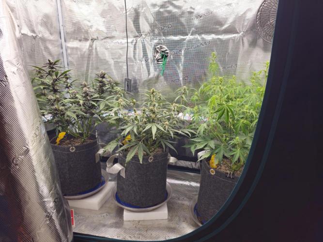 Fastbuds Autos run. Week 6 - The tent