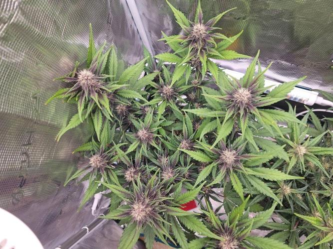 Fastbuds Autos run. Week 8 - Day 50 PL