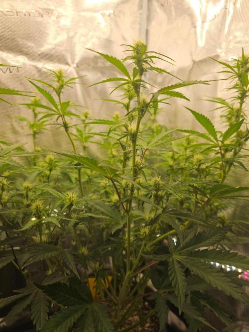 Fastbuds Autos run. Week 8 - Day 50 Banana Purple Punch 