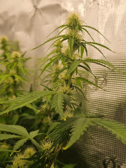 Fastbuds Autos run. Week 8 - Day 50 BPP