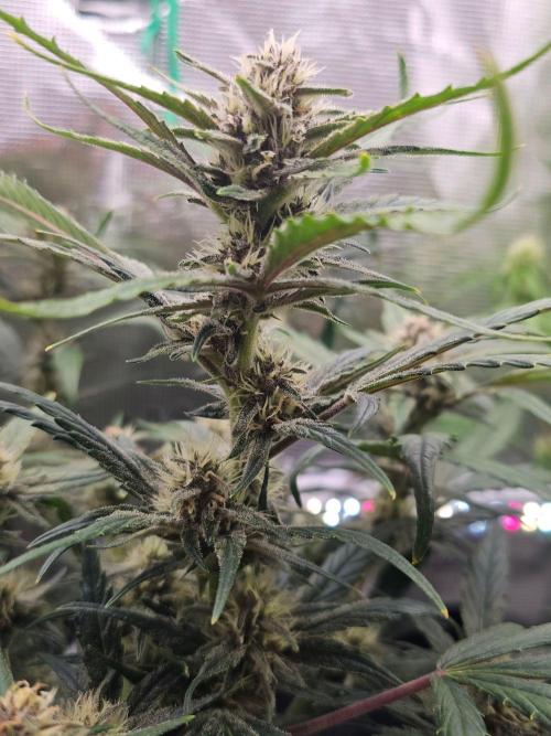 Fastbuds Autos run. Week 8 - Day 50 GC