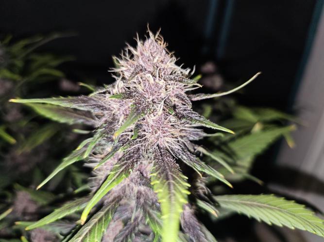 Fastbuds Autos run. Week 8 - Day 52 PL