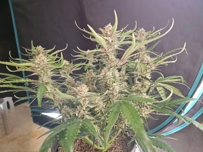 Fastbuds Autos run. Week 8 - Day 52 GC