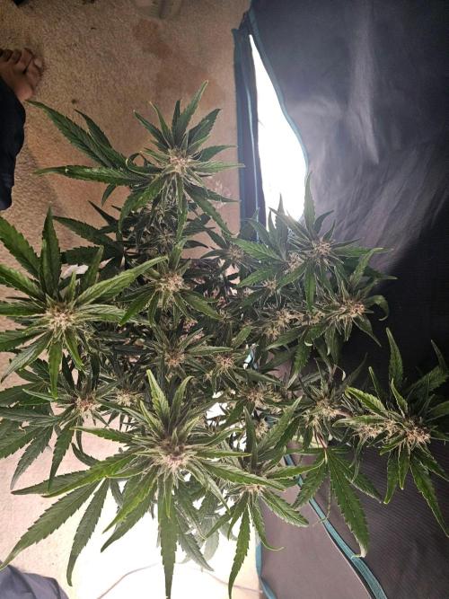 Fastbuds Autos run. Week 8 - Day 52 GC