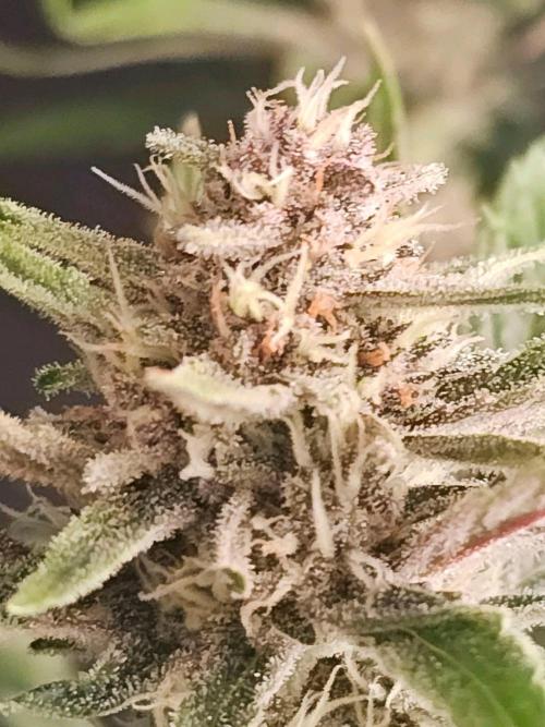 Fastbuds Autos run. Week 8 - Day 52 GC getting frosty