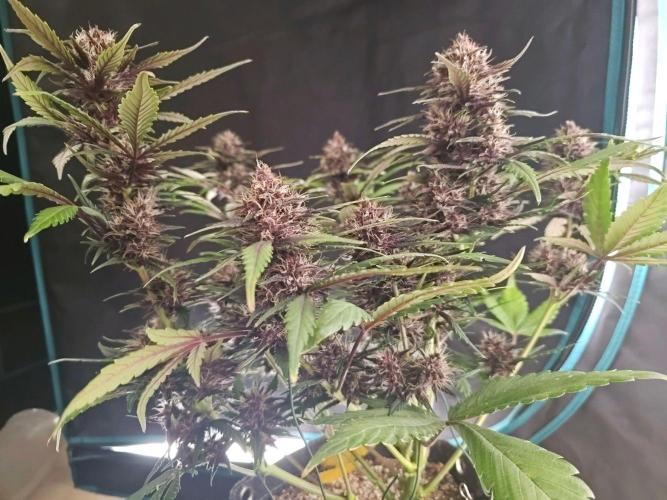 Fastbuds Autos run. Week 8 - Day 52 PL