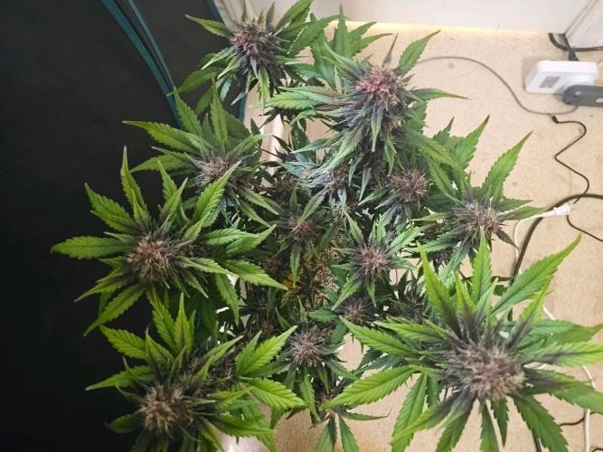 Fastbuds Autos run. Week 8 - Day 52 PL