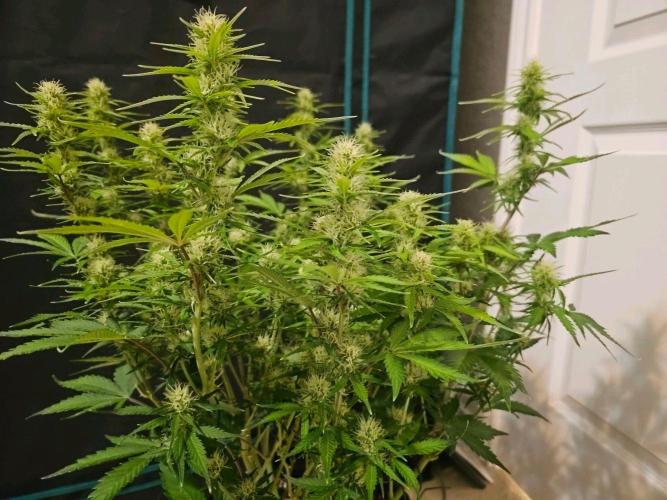 Fastbuds Autos run. Week 8 - Day 52  BPP