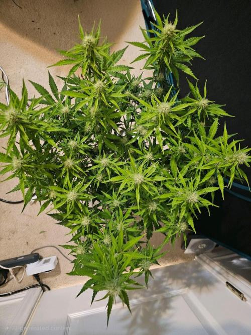 Fastbuds Autos run. Week 8 - Day54 BPP, note: used Ai to remove some junk on the floor from a project.