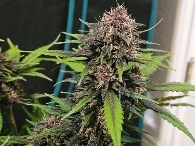 Fastbuds Autos run. Week 8 - Day 52 PL