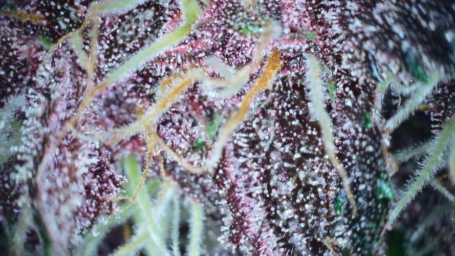 Fastbuds Autos run. Week 8 - Day 52 w/some lavender/purple trichs 