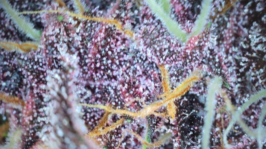 Fastbuds Autos run. Week 8 - Day 54 PL