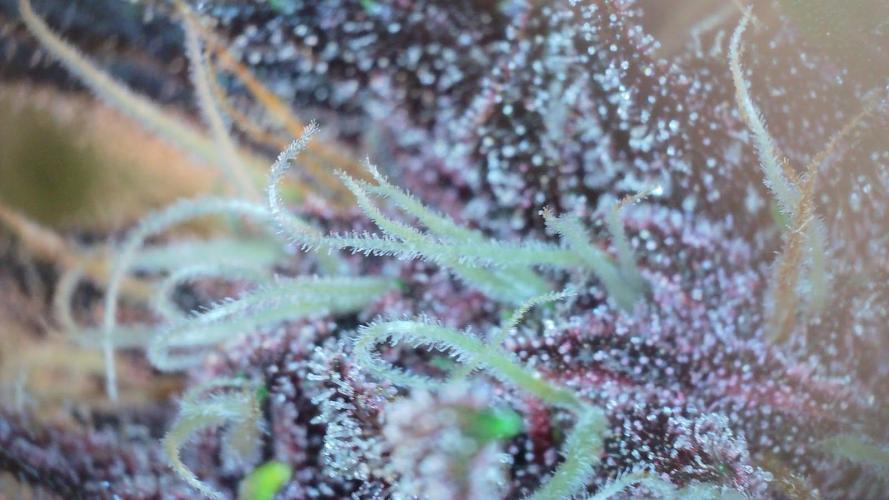 Fastbuds Autos run. Week 8 - Day 54PL on a middle-ish site