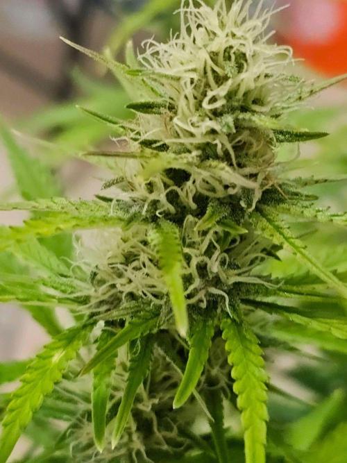 Fastbuds Autos run. Week 9 - Day 57 Banana Purple Punch
