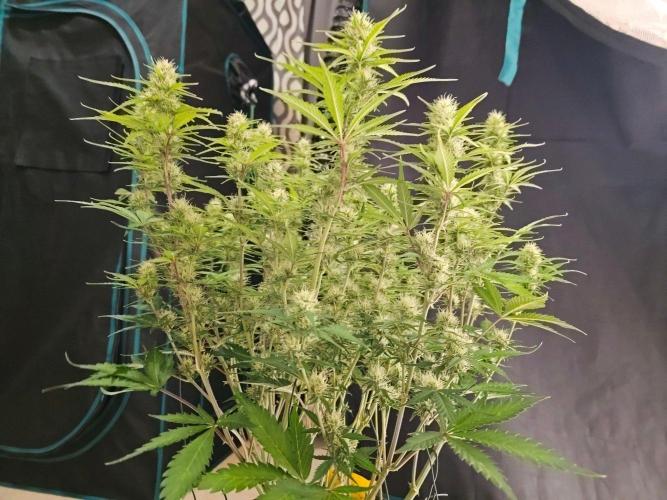 Fastbuds Autos run. Week 9 - Day 57 BPP