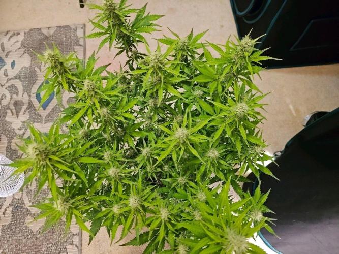 Fastbuds Autos run. Week 9 - Day 57 BPP