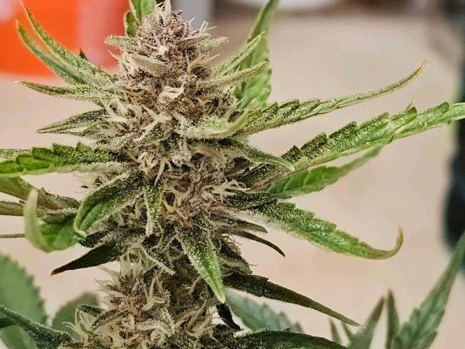 Fastbuds Autos run. Week 9 - Day 57 Gorilla cookies 