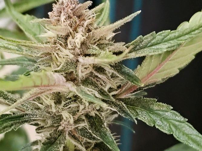 Fastbuds Autos run. Week 9 - Day 57 GC